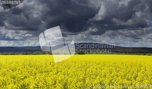 Image of Dark clouds over Canola fields