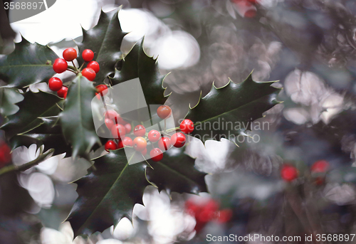 Image of holly tree and red berries