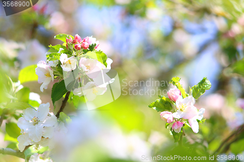 Image of Blooming apple tree