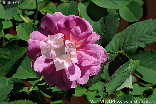 Image of Flower rosehip.