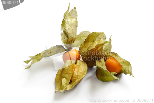 Image of Fruit of Physalis.