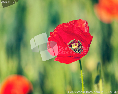 Image of Red poppy in field