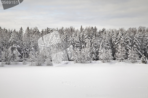 Image of Winter forest