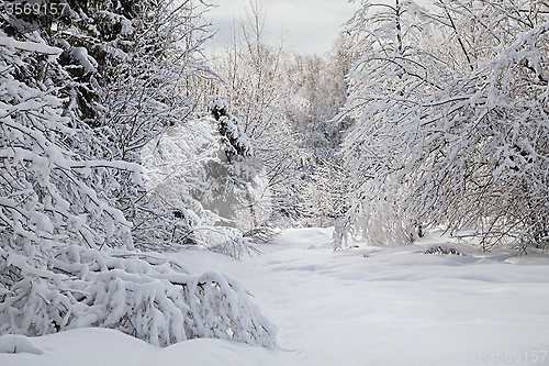 Image of Winter forest