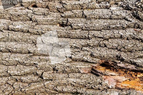 Image of Old bark detail