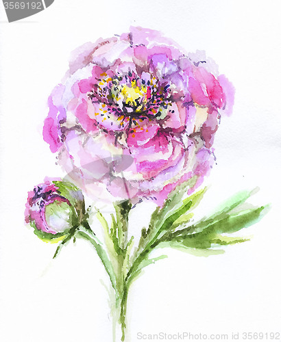 Image of Illustration peony.