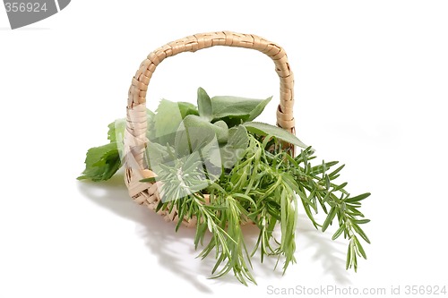 Image of Aromatic Herbs