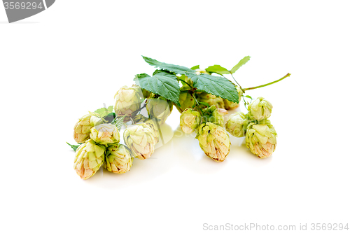 Image of Branch of hop with cones.