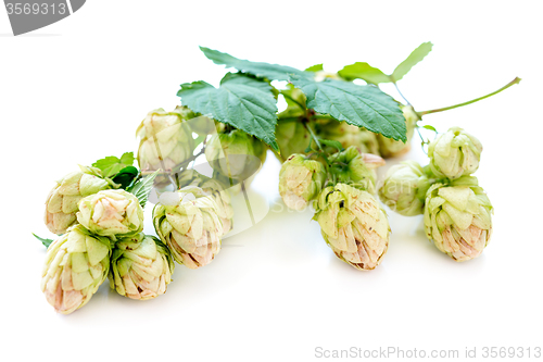 Image of Branch of hops close up.