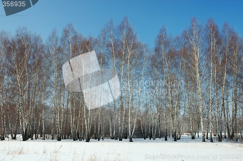 Image of Winter