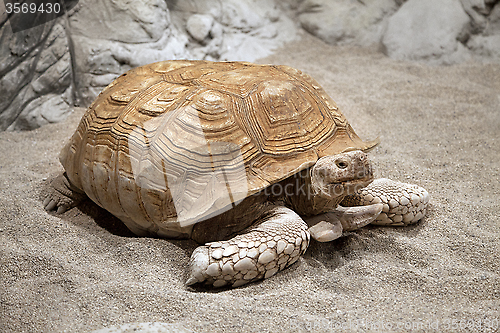 Image of Land tortoise