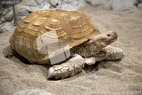 Image of Land tortoise