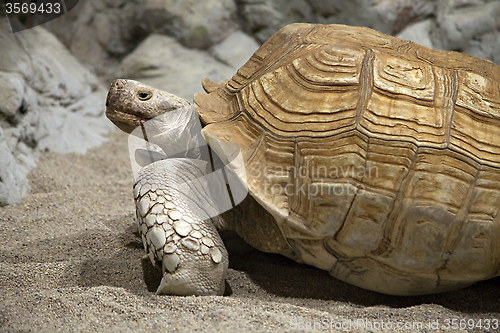 Image of Land tortoise