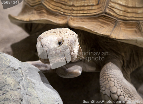 Image of Land tortoise