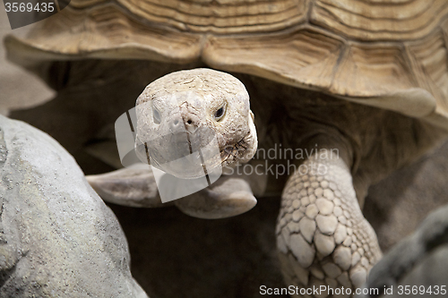 Image of Land tortoise