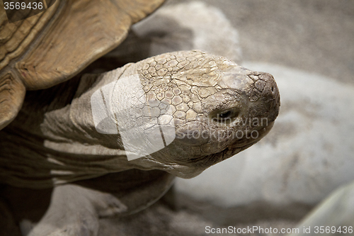 Image of Land tortoise