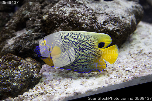 Image of Exotic fish