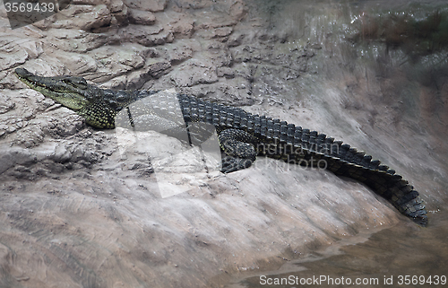 Image of Crocodile on a rock