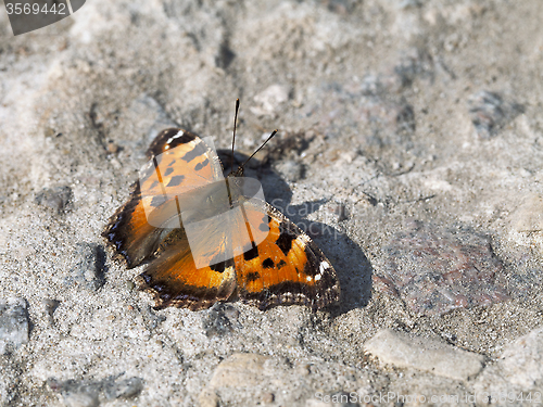 Image of Vanessa atalanta butterfly 