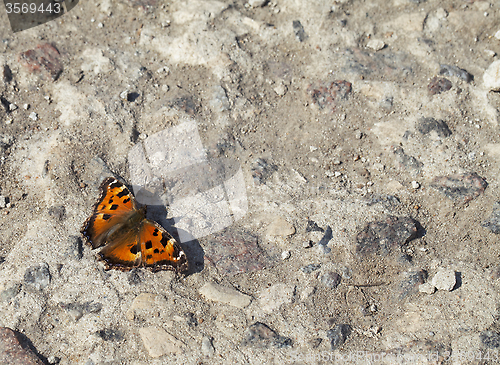 Image of Vanessa atalanta butterfly 