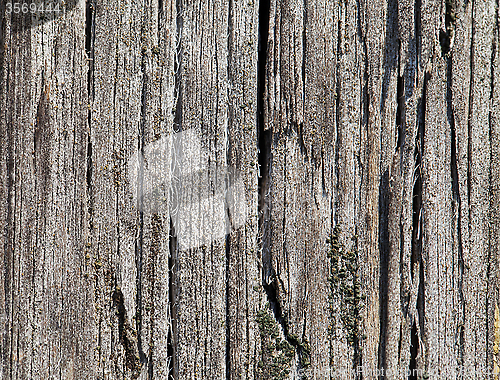 Image of Old cracked wood