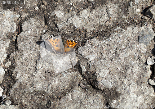 Image of Vanessa atalanta butterfly 