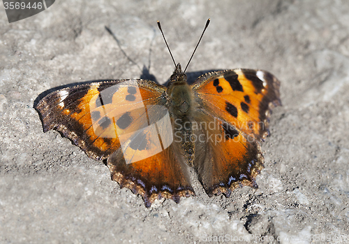 Image of Vanessa atalanta butterfly 