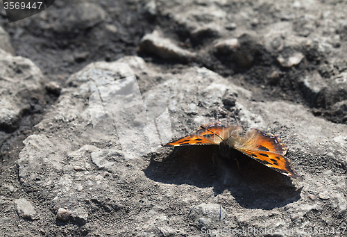 Image of Vanessa atalanta butterfly 