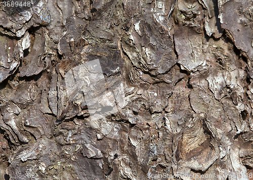 Image of Pine bark