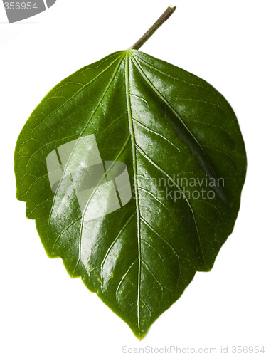 Image of green leaf