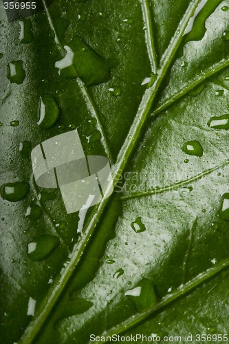 Image of leaf with droplets