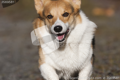 Image of running corgi