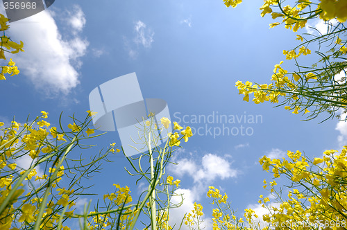 Image of Yellow rape flowers and sky