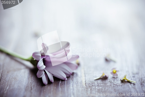 Image of romantic background