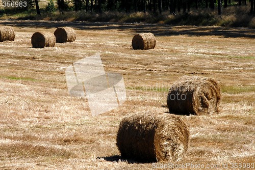 Image of Fall Hay Bale