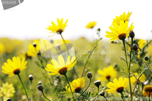 Image of yellow flowers