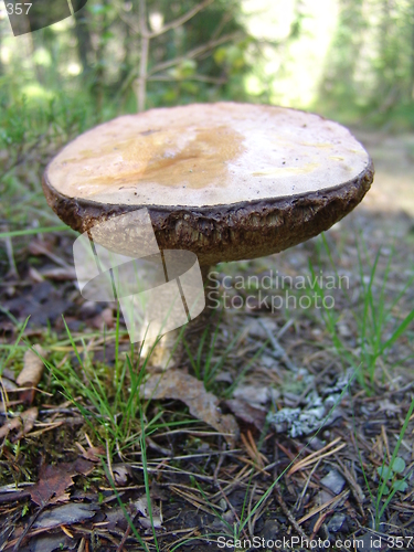 Image of Mushroom