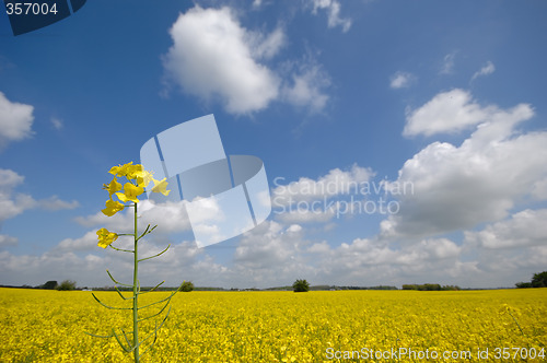 Image of Rape flower and landscape