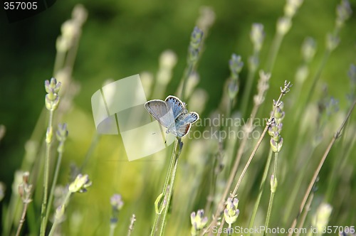 Image of Butterfly and flowers