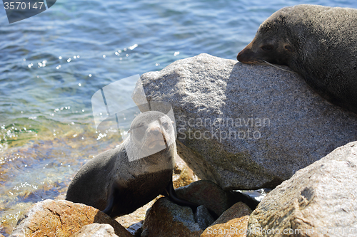 Image of Seal Pup emerging from water