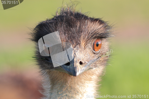 Image of Emu portrait