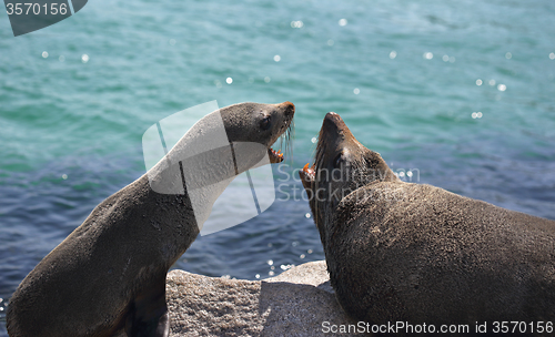 Image of Fur Seals Interacting Arguing