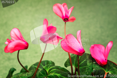 Image of Flowering cyclamen with flowers and green leaves.