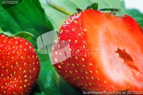 Image of Cut a ripe strawberry to the major plan.