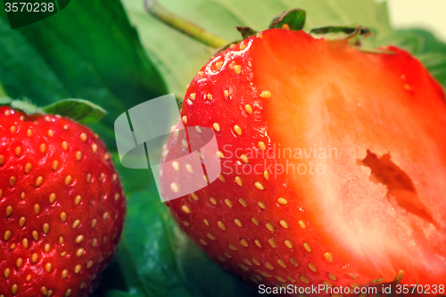 Image of Cut a ripe strawberry to the major plan.