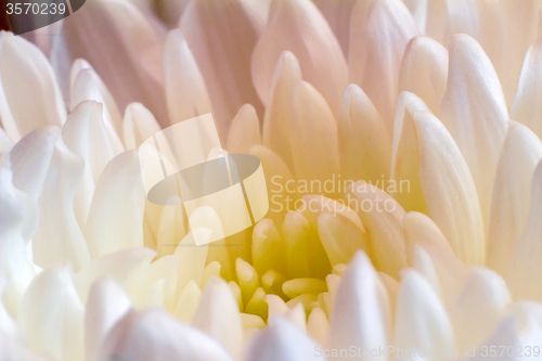 Image of Beautiful flower white and yellow chrysanthemums.