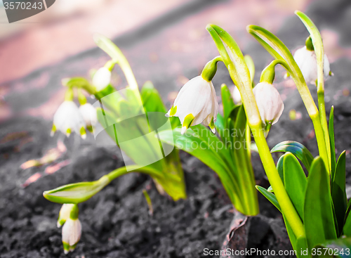 Image of Snowdrops - the first spring flowers.