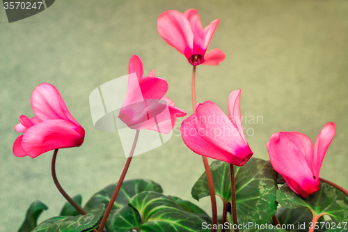 Image of Flowering cyclamen with flowers and green leaves.