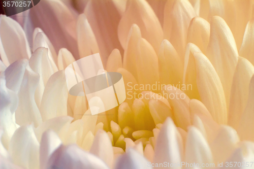 Image of Beautiful flower white and yellow chrysanthemums.