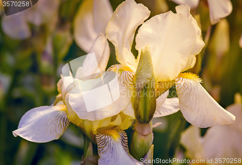 Image of Blooming in the garden, pale yellow irises.